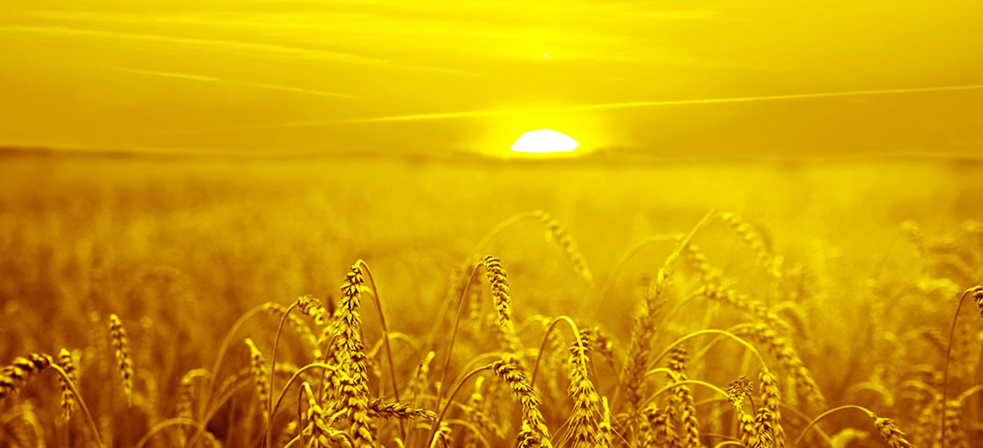 రంగు పరిష్కారాలను అందించడం మాకు ఇష్టం